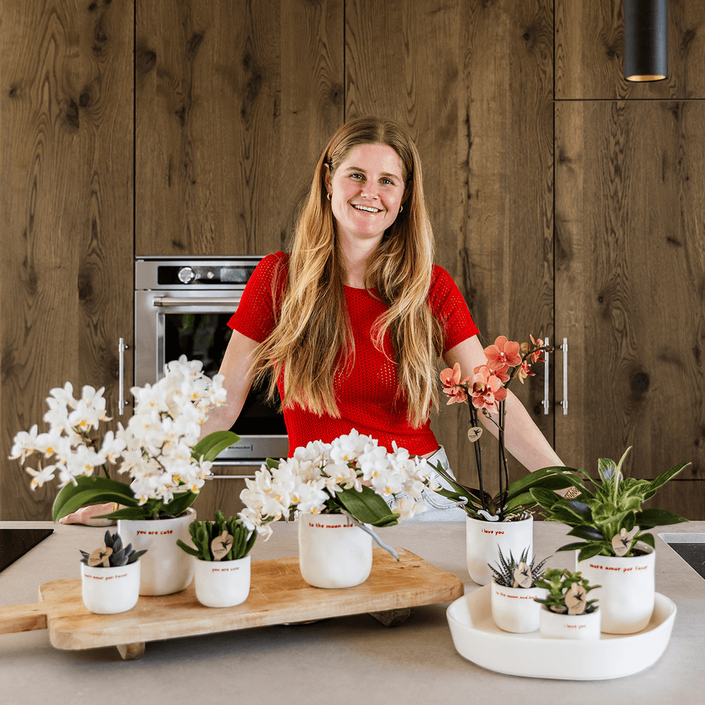 Geschenkset Love You – Rote Phalaenopsis Orchidee Congo mit Sukkulente – Love Übertöpfe auf Cloud Plate – Pflanzen Geschenkset Valentinstag Geburtstag