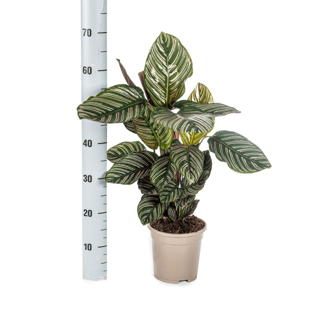 Korbmarante Calathea Ornata Sanderiana – Ø17cm – ca. 40-50cm hoch – Zimmerpflanze mit pink gestreiften Blättern – Für Wohnzimmer & Büro – Plant