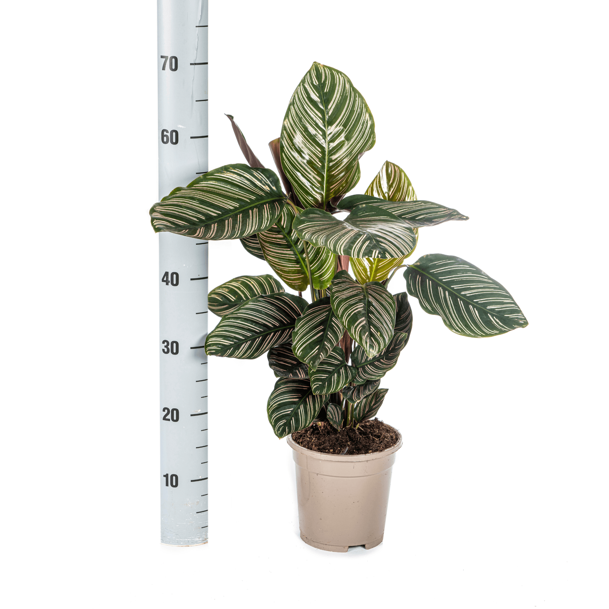Korbmarante Calathea Ornata Sanderiana – Ø17cm – ca. 40-50cm hoch – Zimmerpflanze mit pink gestreiften Blättern – Für Wohnzimmer & Büro – Plant