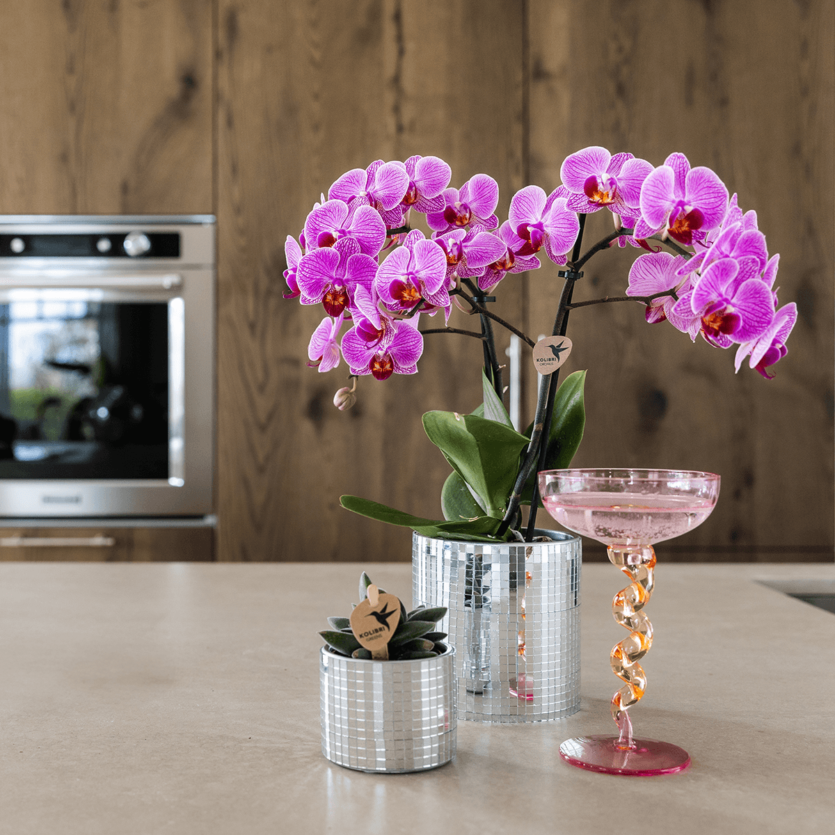 Violette Vienna Orchidee im Disco Übertopf Ø9cm – blühende Zimmerpflanze frisch vom Züchter