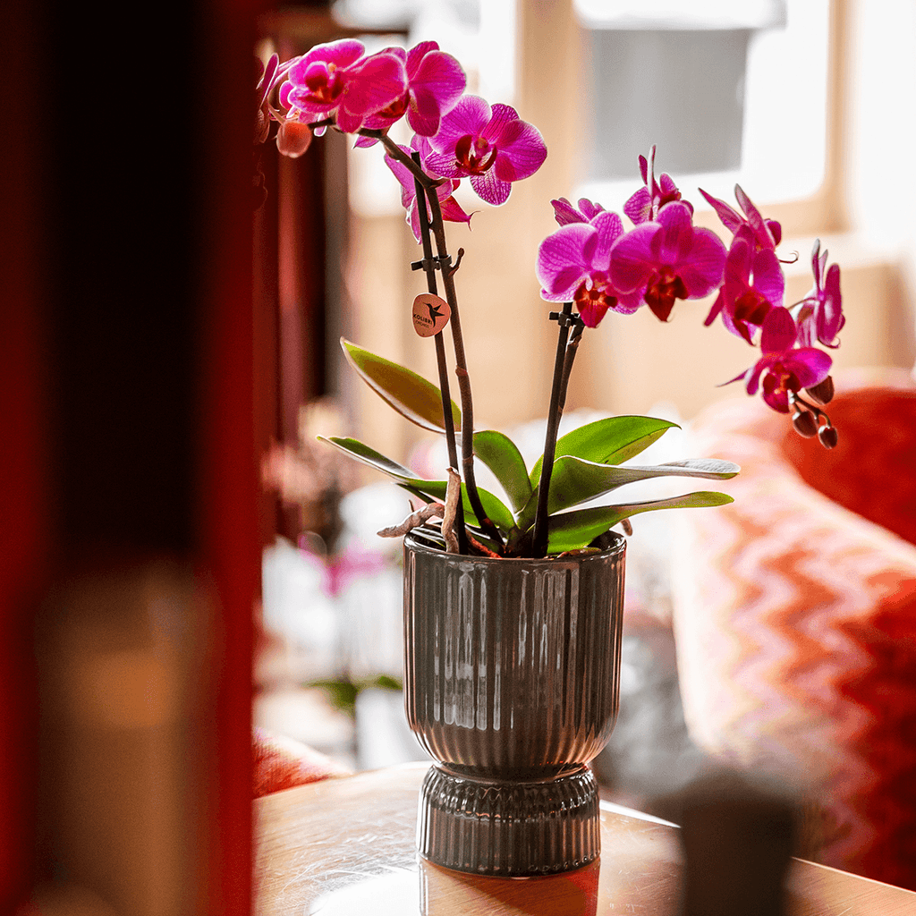 Ziertopf Diabolo – Grün – Ø9cm – Keramiktopf mit Rillenstruktur & abgerundetem Fuß – Blumentopf für Orchideen & Zimmerpflanzen – Plant