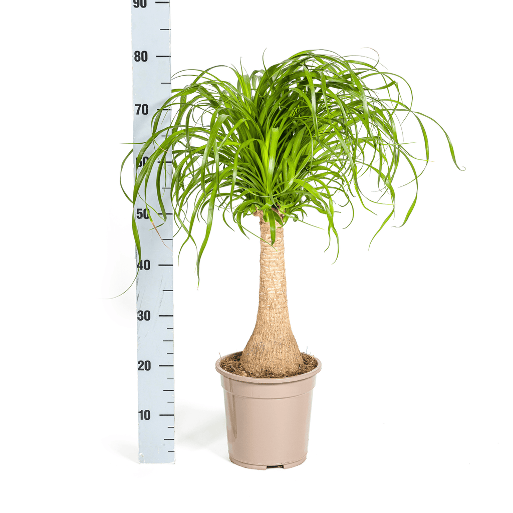 Beaucarnea Recurvata inkl. Naturkorb – Höhe 60-80cm – Ø21cm – Elefantenfuß Zimmerpflanze mit markantem Stamm – Plant