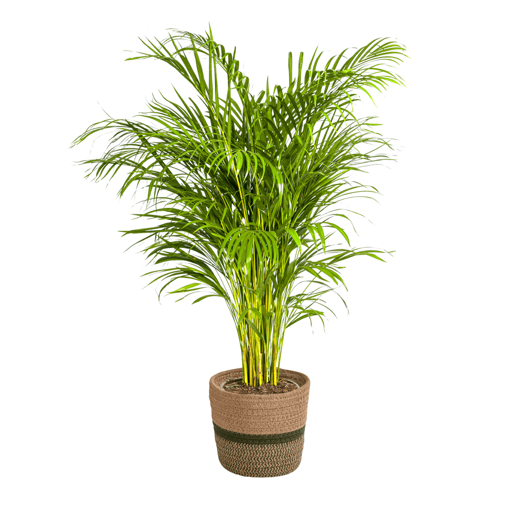 Goldfruchtpalme – Dypsis Areca Lutescens inkl. Naturkorb – Höhe 120-140cm – Ø24cm – Luftreinigende Zimmerpflanze im dekorativen Korb – Plant