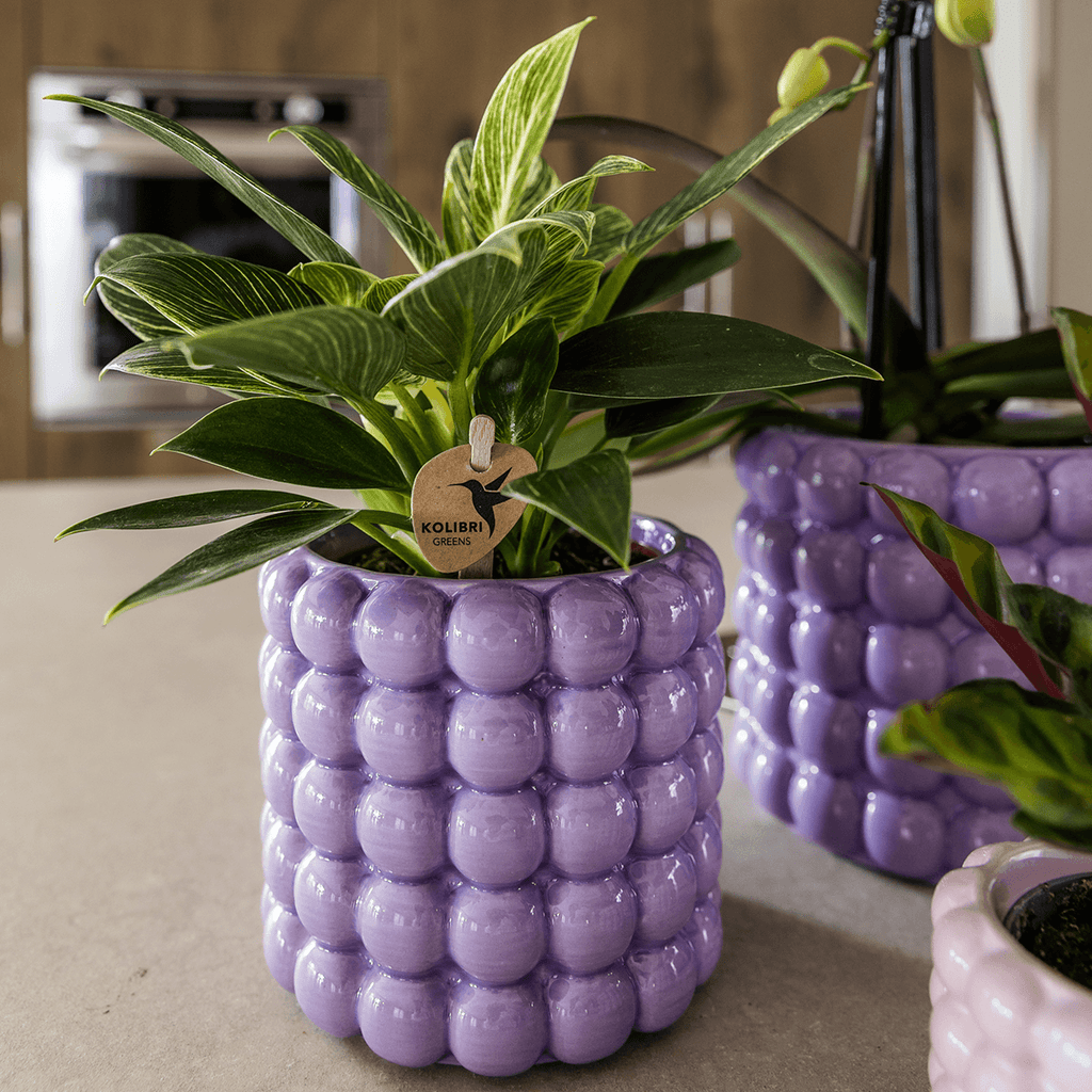 Ziertopf Poppy – Purple – Ø9cm – Moderner Keramik Blumentopf in glänzendem Violett – Stilvoller Übertopf für Zimmerpflanzen, Sukkulenten & Orchideen – Plant