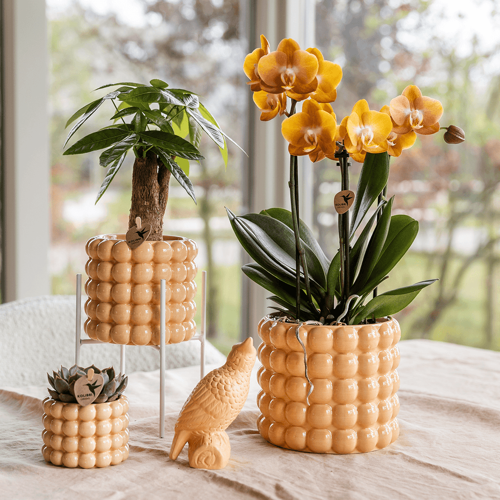 Ziertopf Poppy – Peach – Ø9cm – Moderner Keramik Blumentopf in glänzendem Pfirsichton – Stilvoller Übertopf für Zimmerpflanzen, Sukkulenten & Orchideen – Plant