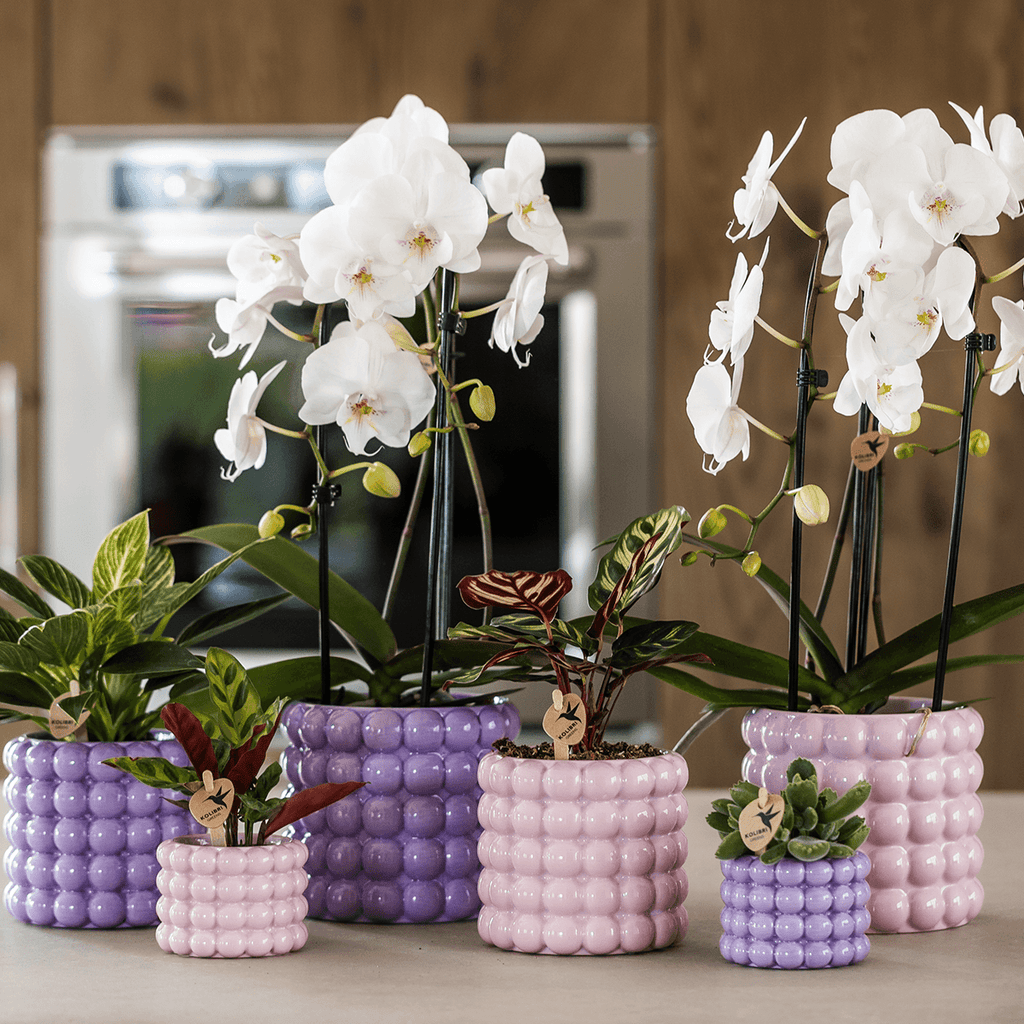 Poppy Ziertopf Pink – Blumentopf Ø12cm – Rosa Übertopf mit 3D Blasendesign – Moderner Pflanztopf glänzend für Zimmerpflanzen Kräuter & Deko – Pot