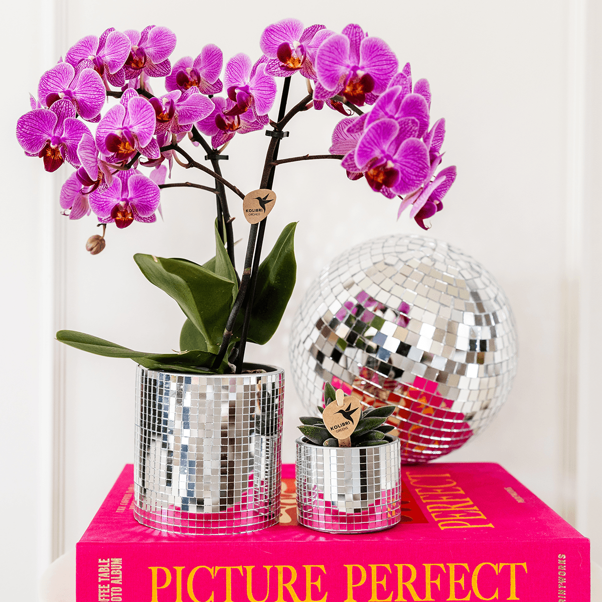 Pflanzenset – violette Vienna Orchidee Ø9cm + Sukkulente inkl. Keramik – Übertöpfe – glänzender Disco Übertopf + Mini – Disco Topf