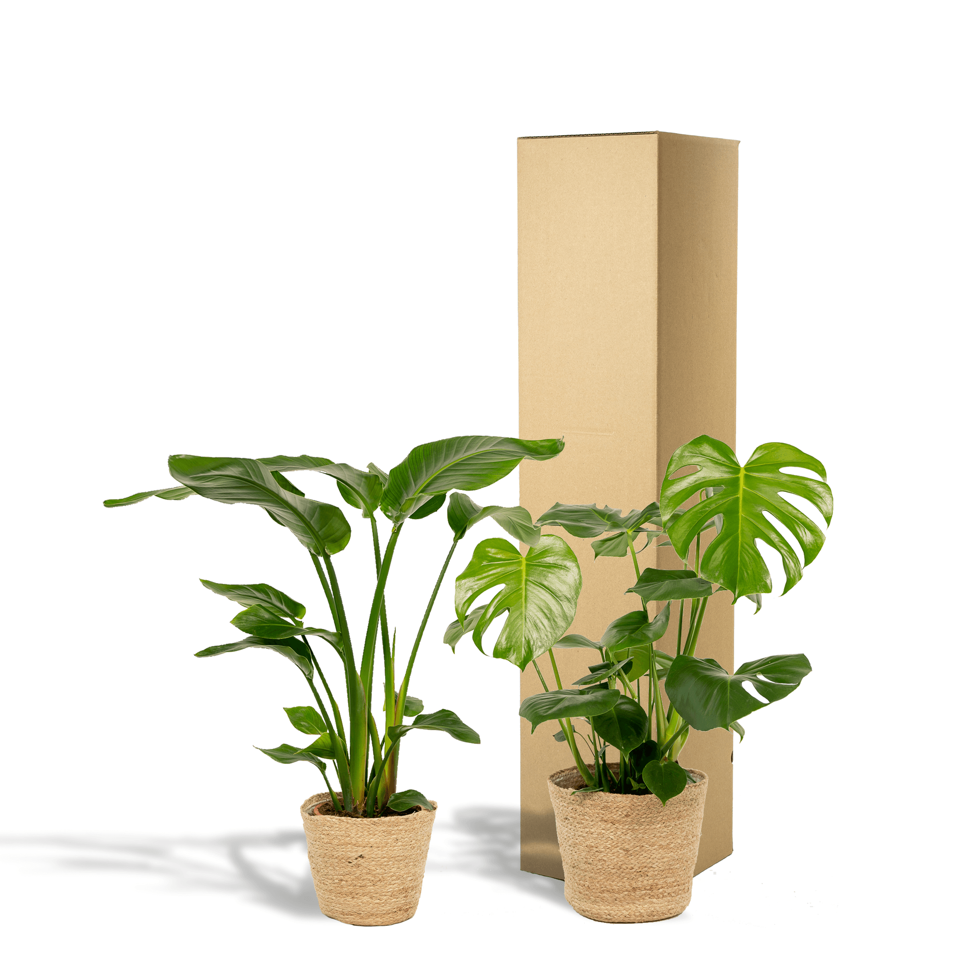 Strelitzia Nicolai – Ø19cm – ↕85cm + Monstera Deliciosa – Ø21cm – ↕75cm inkl. Naturkorb – Tropisches Zimmerpflanzen – Set mit luftreinigend – Plant