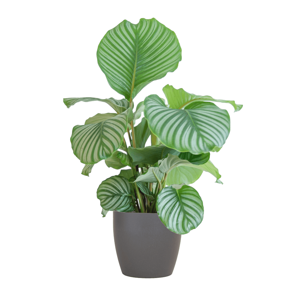 Korbmarante Calathea Orbifolia – Zimmerpflanze 65cm – Ø21cm – Luftreinigend – Inklusive biologisch abbaubarem Viber – Topf Grau – Plant