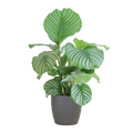 Korbmarante Calathea Orbifolia – Zimmerpflanze 65cm – Ø21cm – Luftreinigend – Inklusive biologisch abbaubarem Viber – Topf Grau – Plant