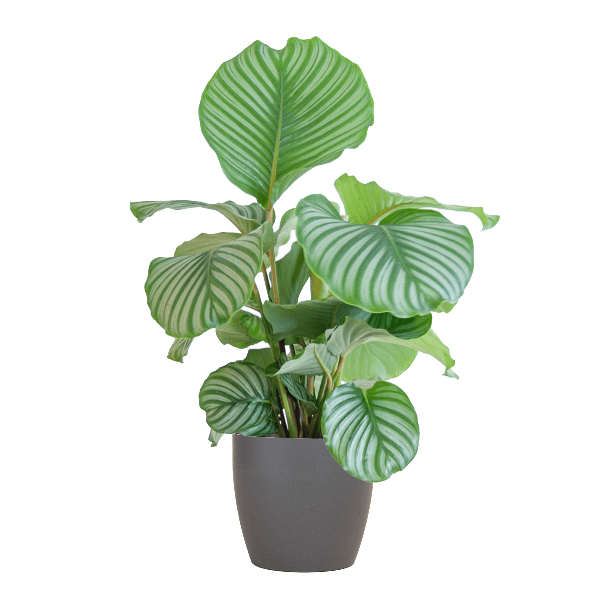 Korbmarante Calathea Orbifolia – Zimmerpflanze 65cm – Ø21cm – Luftreinigend – Inklusive biologisch abbaubarem Viber – Topf Grau – Plant