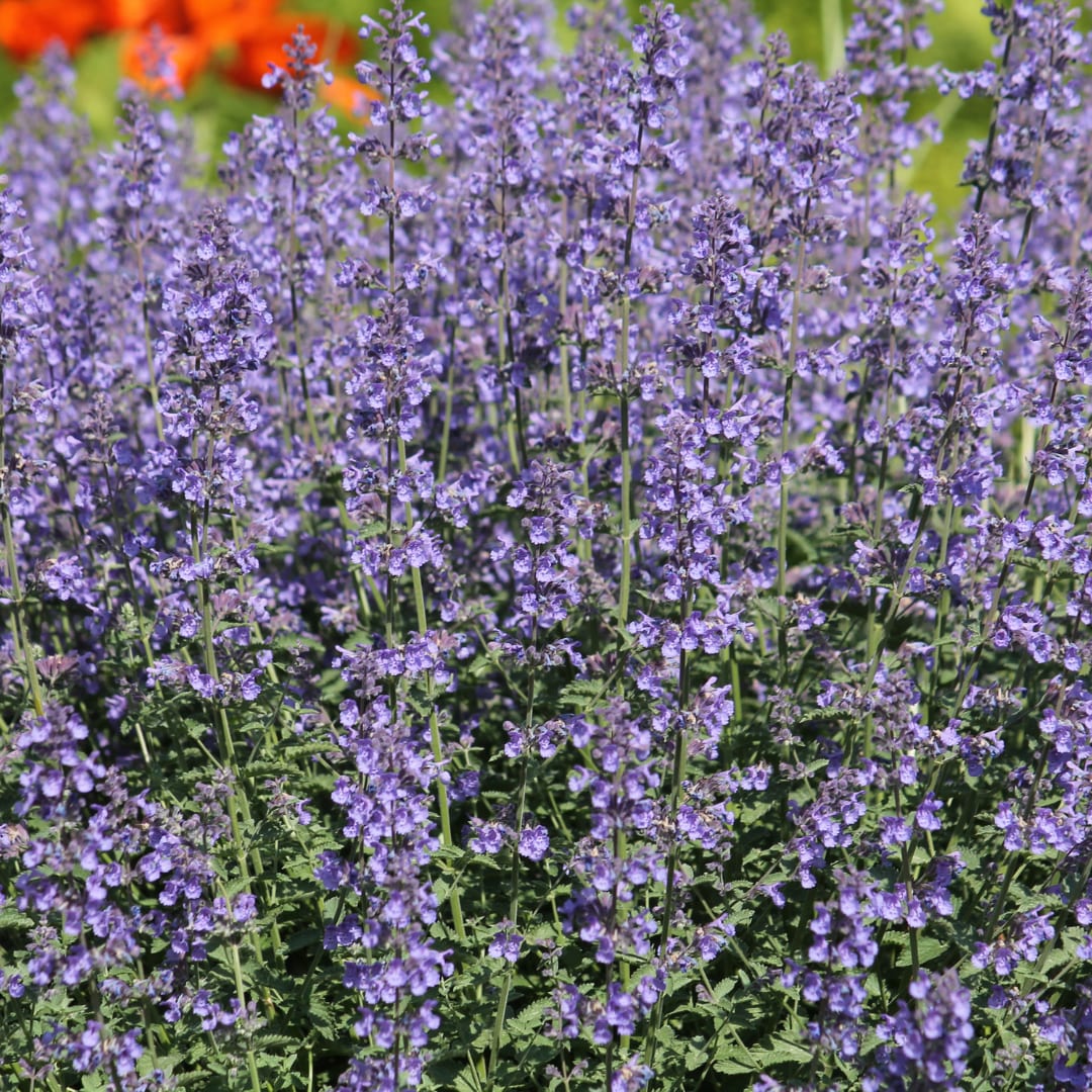 Nepeta Grol Katzenminze – Ø9cm – Höhe 10-25cm – Blauviolett blühende Staude – Bienenfreundlich – Für Beet, Rabatte & Steingarten