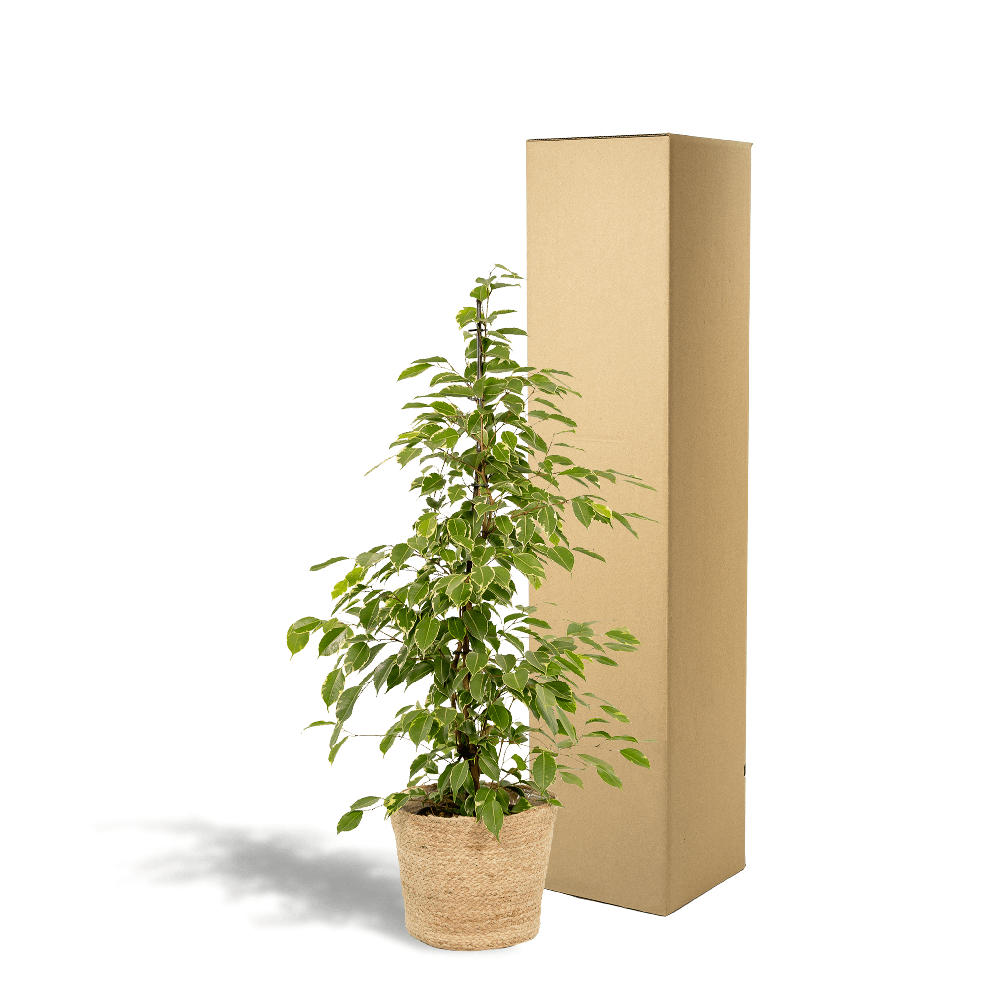 Ficus benjamina Goldenking – Ø21cm – ↕95cm inkl. Korb Selin – Luftreinigende Zimmerpflanze mit zweifarbigem Blattwerk – Pflegeleichter Benjamini im Naturkorb – Für Wohnzimmer Büro Flur – Frisch aus der Gärtnerei – Plant