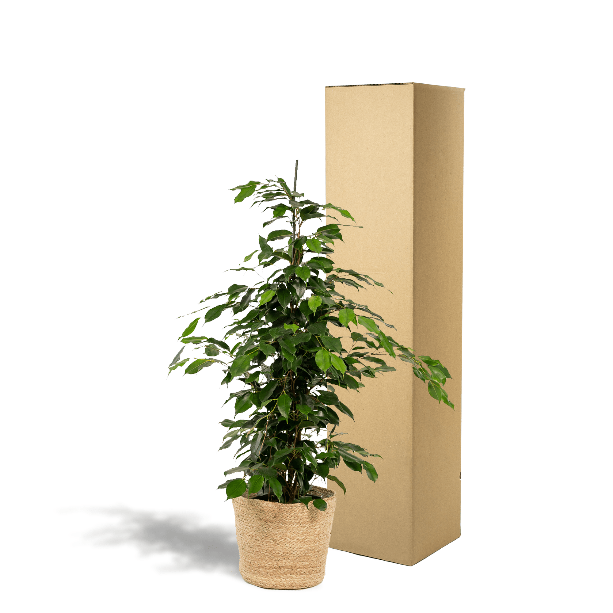 Ficus benjamina Danielle – Ø21cm – ↕95cm inkl. Korb Selin – Pflegeleichte luftreinigende Zimmerpflanze mit dichtem Grün – Elegante Trauerfeige im Natur-Flechtkorb – Für Wohnzimmer Büro Flur – Frisch aus der Gärtnerei – Plant