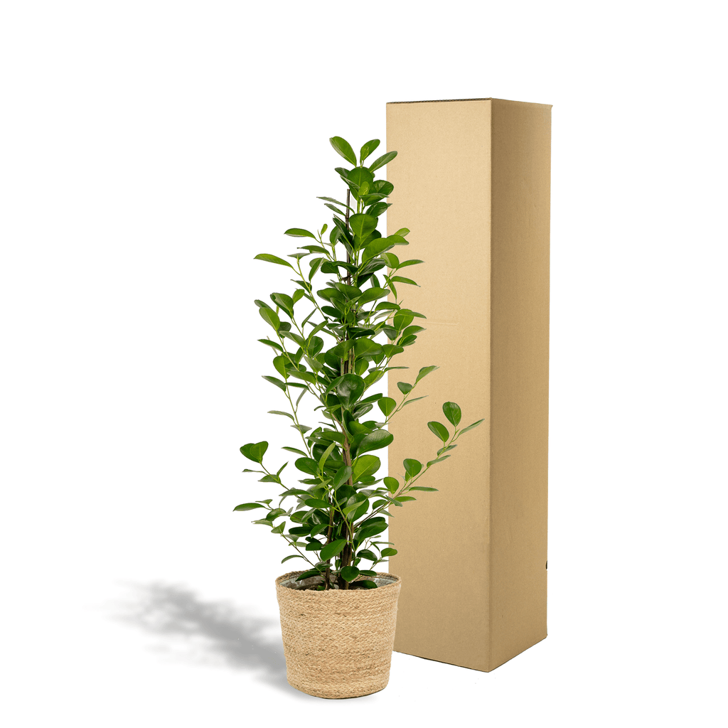 Ficus microcarpa Moclame – Ø21cm – ↕95cm inkl. Naturkorb – Pflegeleichte luftreinigende Zimmerpflanze – Edle Ficus – für Zimmer & Büro – Plant