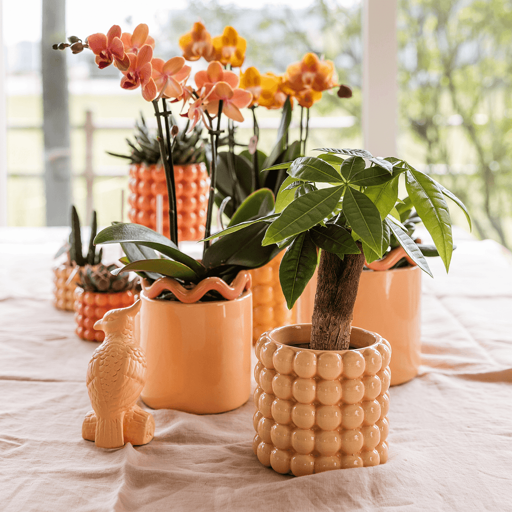 Ziertopf Poppy – Peach – Ø9cm – Moderner Keramik Blumentopf in glänzendem Pfirsichton – Stilvoller Übertopf für Zimmerpflanzen, Sukkulenten & Orchideen – Plant