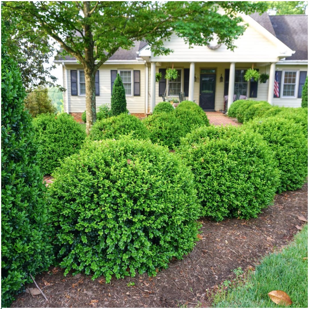 Buchsbaum – Buxus NewGen Freedom – ca. 15cm hoch – Ø7cm – kompakter, winterharter Strauch – resistent gegen Zünsler & Pilzkrankheiten – Plant