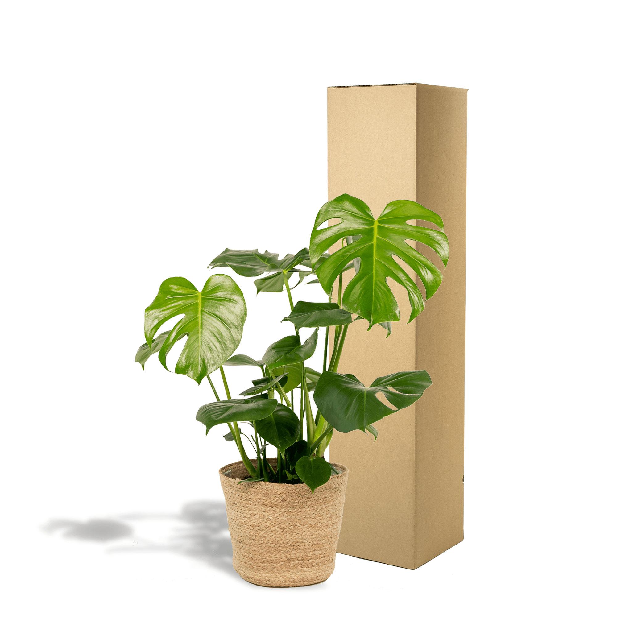 Monstera Deliciosa – ↕80cm – Ø21cm inkl. Naturkorb – Zimmerpflanze mit großen Fensterblättern – Luftreinigende Tropenpflanze im Naturkorb – Plant