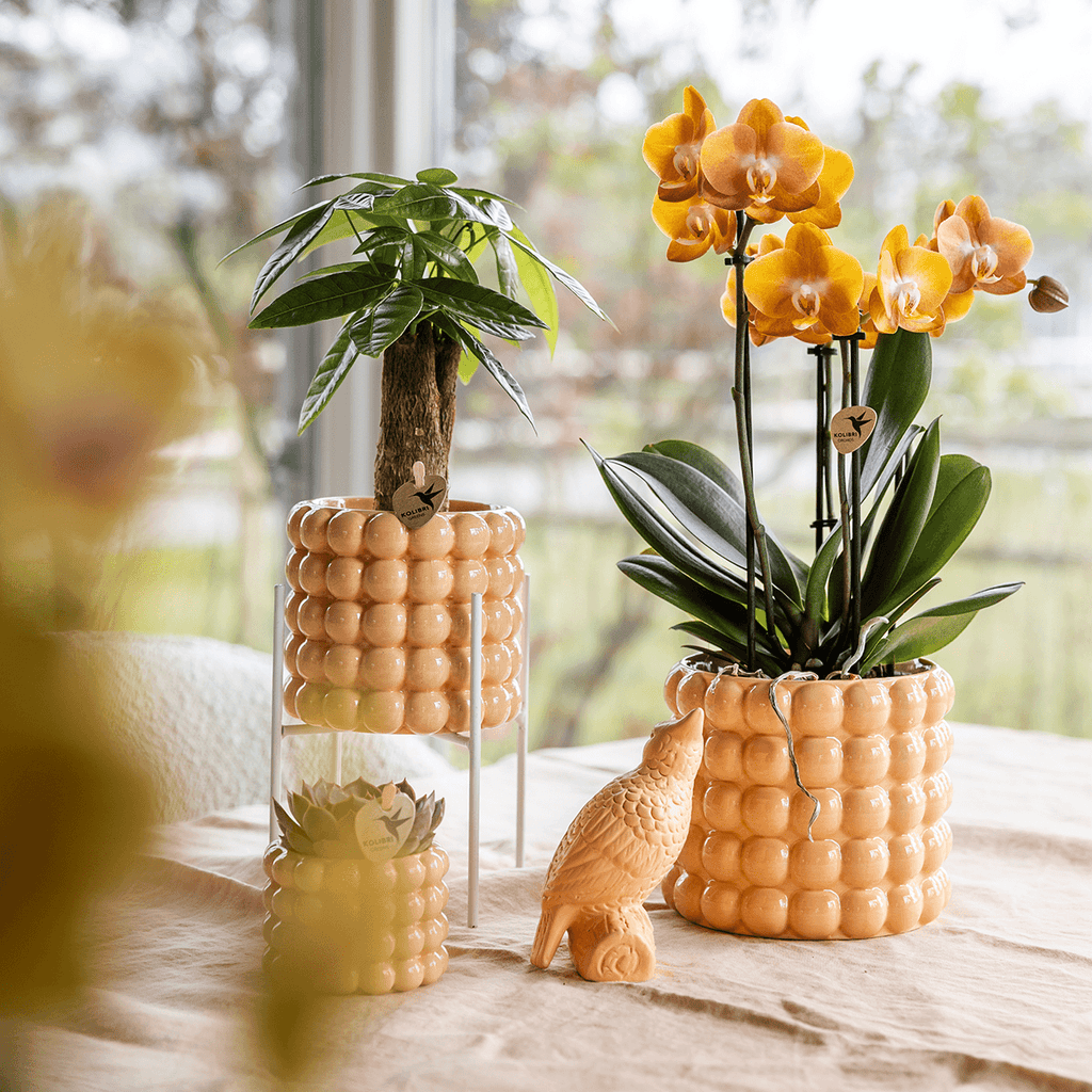 Ziertopf Poppy – Peach – Ø6cm – Kleiner Keramik Blumentopf in glänzendem Pfirsichton – Stilvoller Übertopf für Mini-Zimmerpflanzen, Sukkulenten & Kakteen – Plant