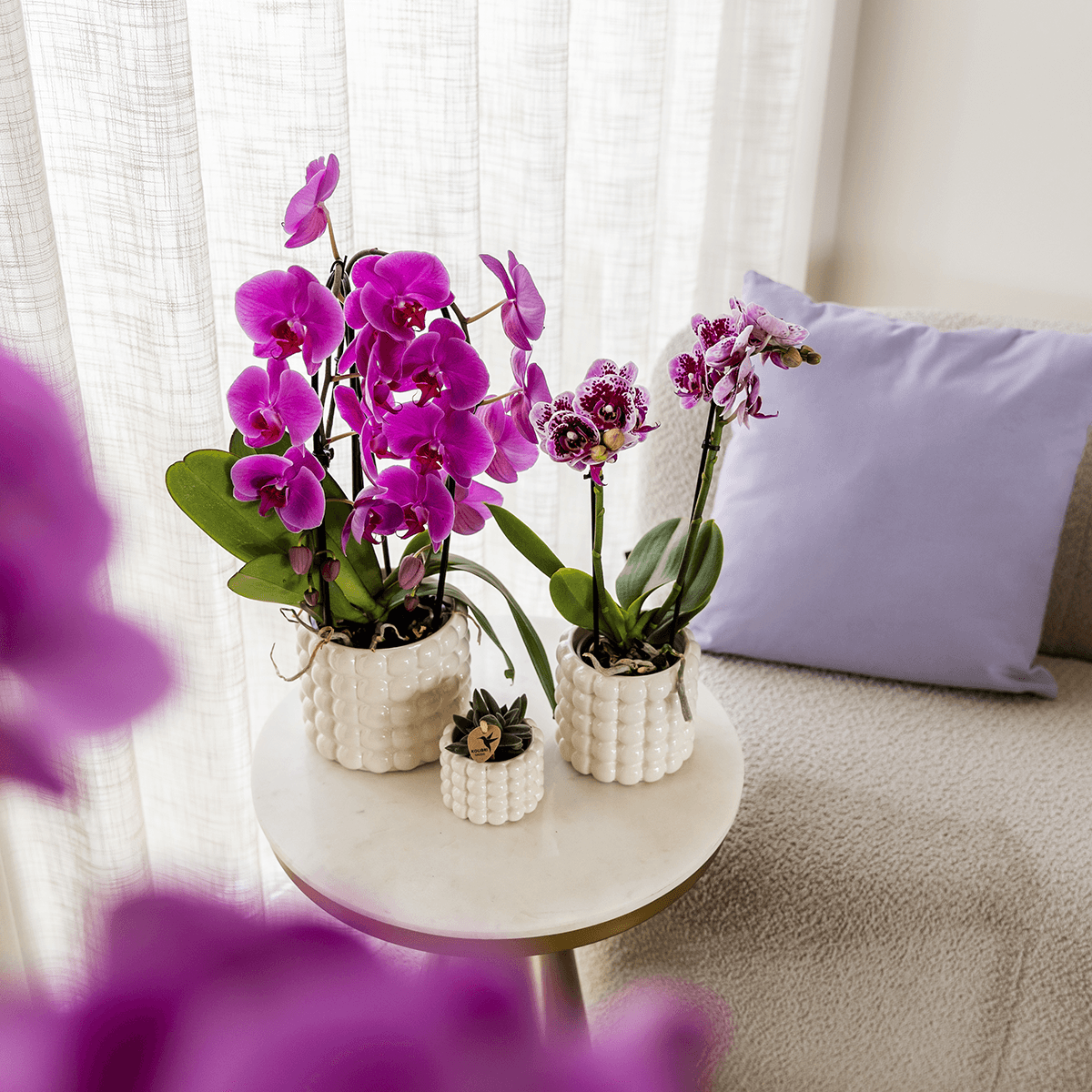 Phalaenopsis Orchidee Freeride – Ø12cm – Violett/Lila-rosa blühende Zimmerpflanze – Niagara Fall Kollektion – Blühende Orchidee frisch vom Züchter – Plant
