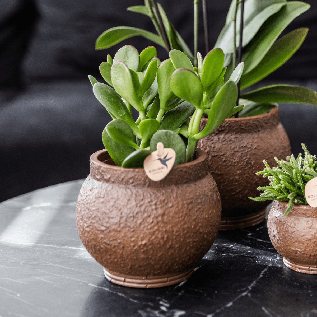 Sukkulenten Set – 4 Pflanzen – Zimmerpflanzen im Ø9cm – Pflegeleicht & dekorativ – Ideal für Zuhause, Büro & Geschenkideen – Plant