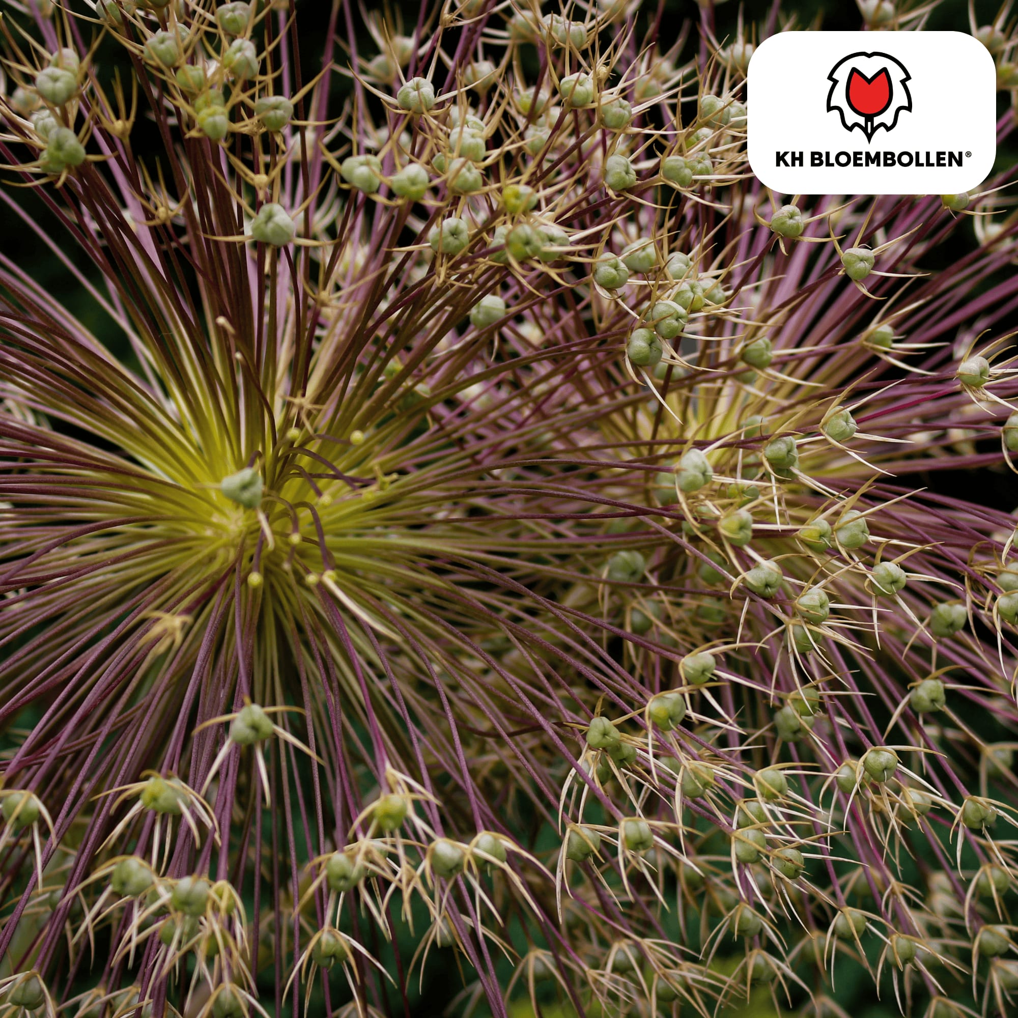 Allium schubertii – 5 Blumenzwiebeln – Spektakulärer Zierlauch – Große kugelförmige Blüten – Feuerwerk-Effekt im Garten – Auch als Trockenblume – Plant