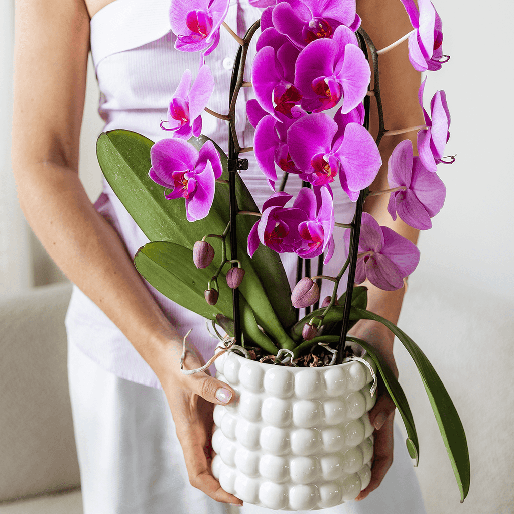 Poppy Ziertopf White – Blumentopf Ø12cm – Weißer Übertopf mit 3D Blasendesign – Moderner Pflanztopf glänzend für Zimmerpflanzen Kräuter & Deko – Pot