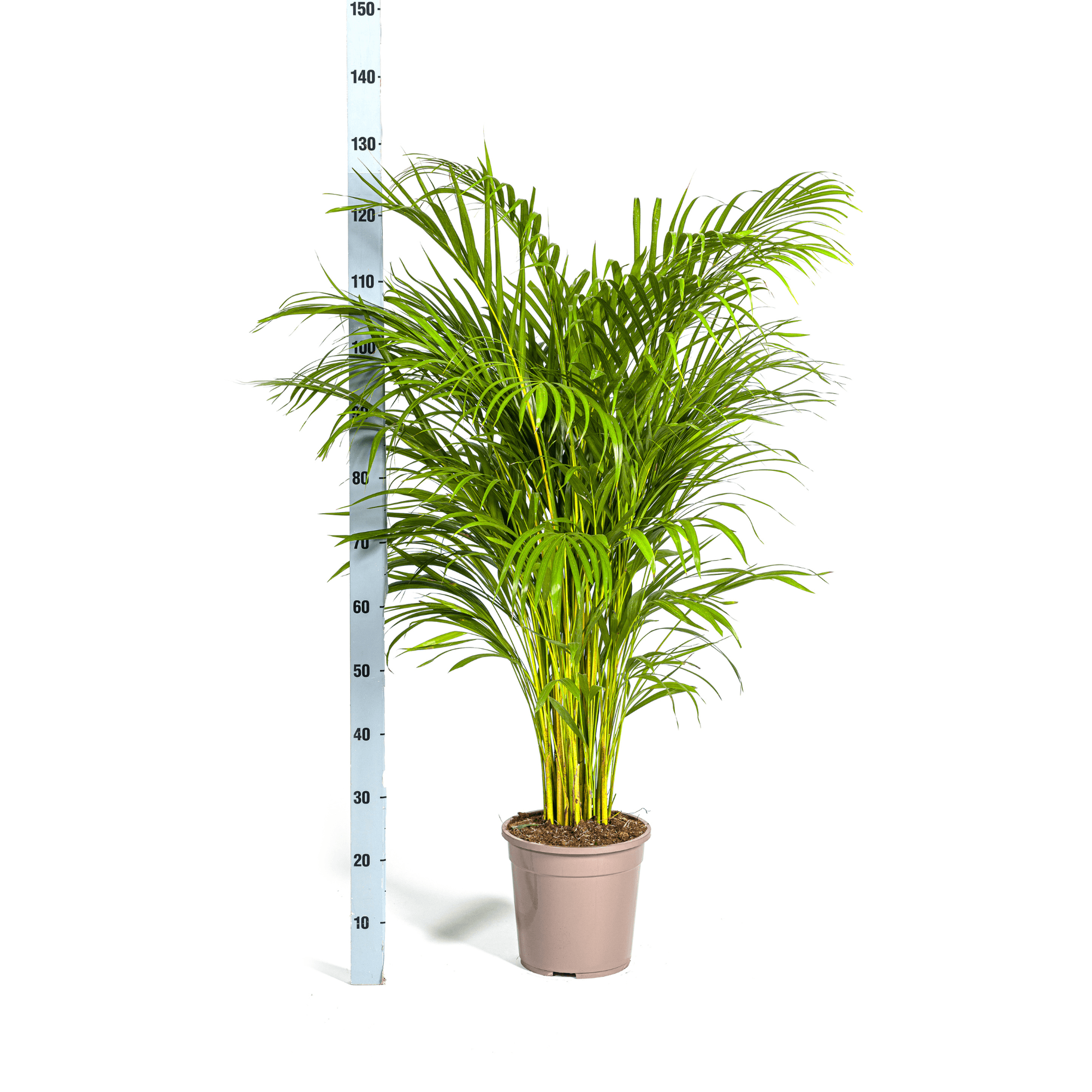 Goldfruchtpalme – Dypsis Areca Lutescens inkl. Naturkorb – Höhe 120-140cm – Ø24cm – Luftreinigende Zimmerpflanze im dekorativen Korb – Plant
