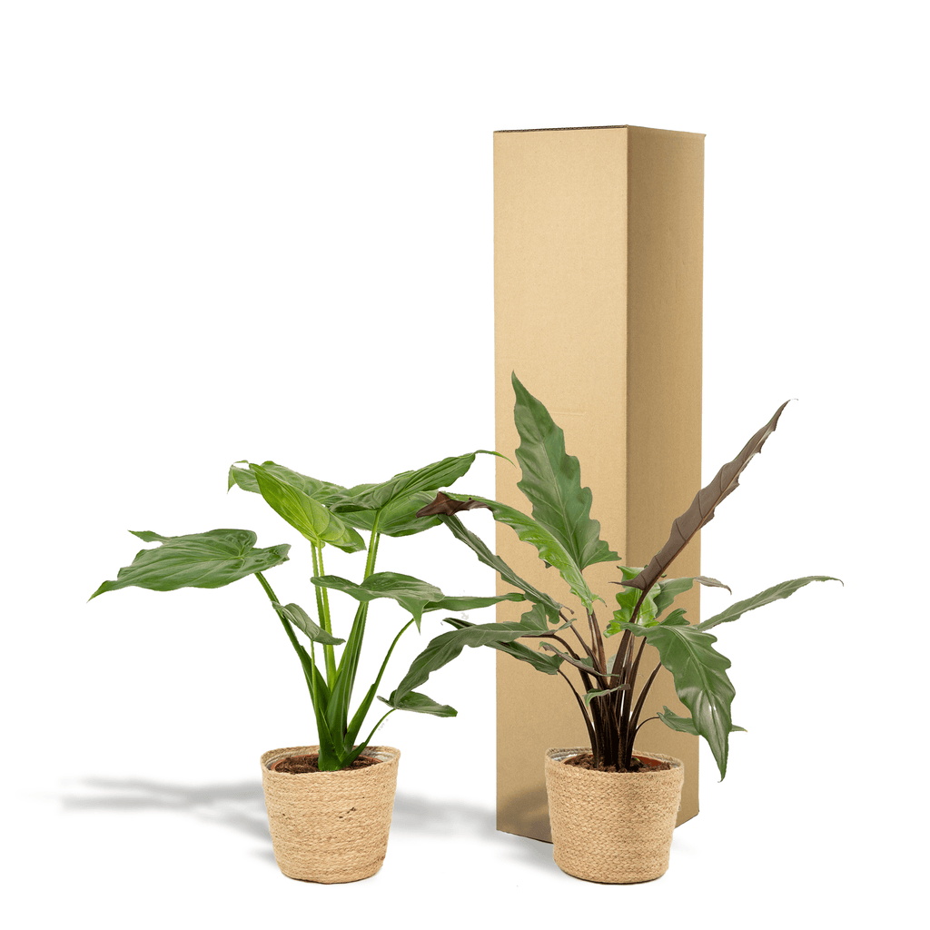 Alocasia Zimmerpflanzen – Set – Pfeilblatt Cucullata Ø19cm ↕60cm & Lauterbachiana Ø19cm ↕75cm inkl. Naturkorb – Tropische Elefantenohr Pflanzen – Plant