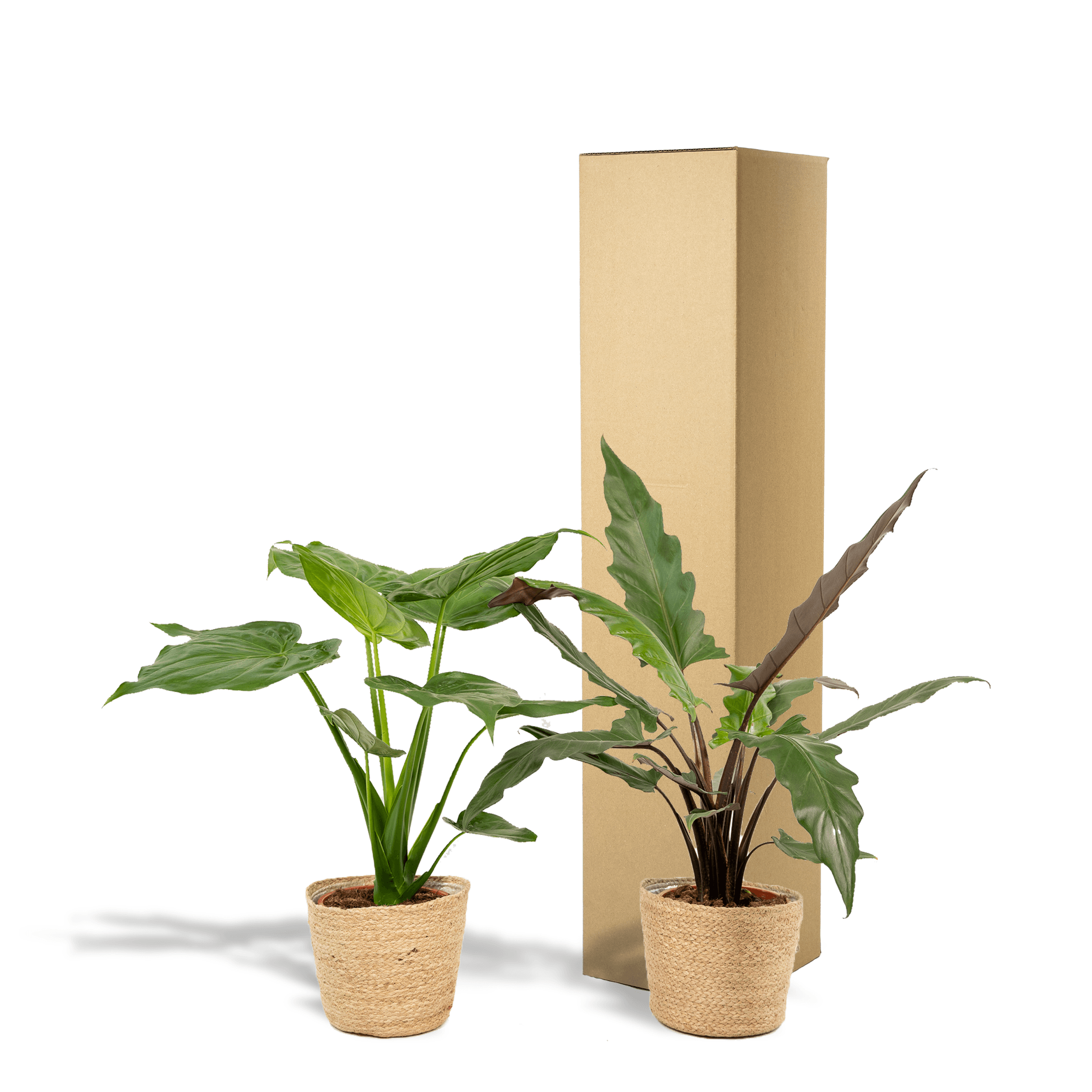 Alocasia Zimmerpflanzen – Set – Pfeilblatt Cucullata Ø19cm ↕60cm & Lauterbachiana Ø19cm ↕75cm inkl. Naturkorb – Tropische Elefantenohr Pflanzen – Plant