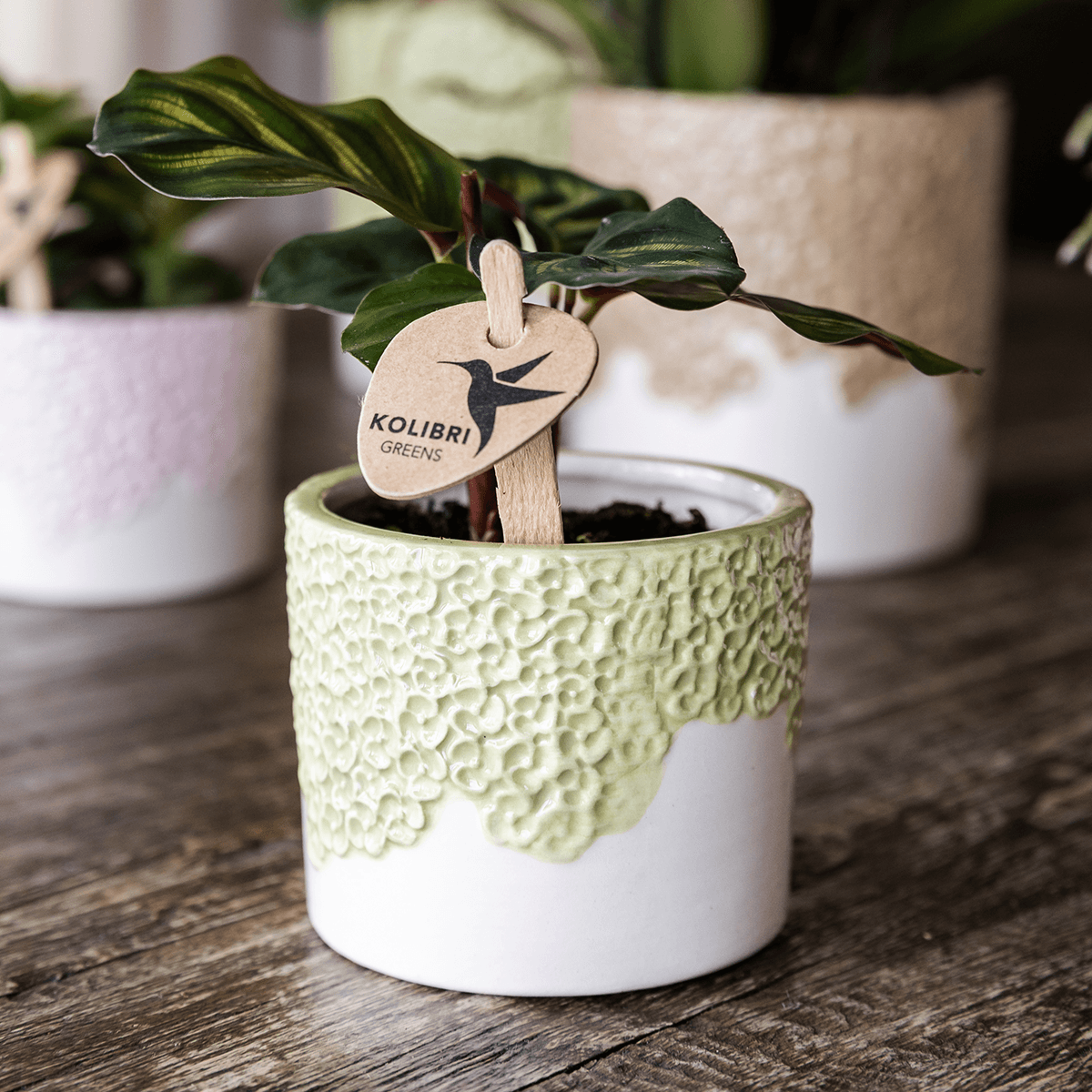 Pflanzenset 3 – teilig – gelbe Albenga Orchidee 9cm + 2 Grünpflanzen inkl. Übertöpfe – Bloom Green 6cm, 9cm, 12cm – Deko für Wohnzimmer & Büro