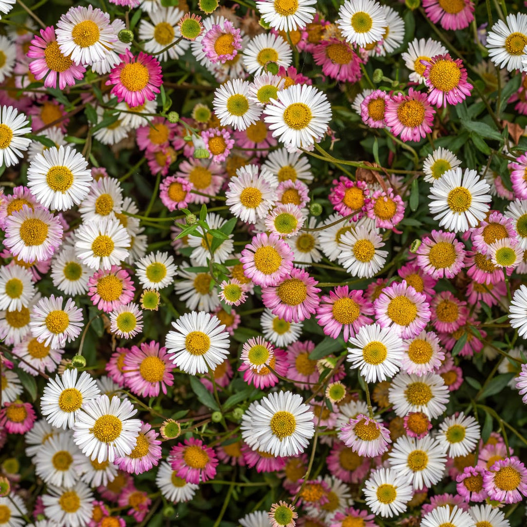 Gänseblümchen Erigeron karvinskianus – 10-25cm – Ø9cm – Langblühende Bodendecker Staude – Blühpflanze für Beet, Mauer & Balkon