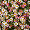 Gänseblümchen Erigeron karvinskianus – 10-25cm – Ø9cm – Langblühende Bodendecker Staude – Blühpflanze für Beet, Mauer & Balkon