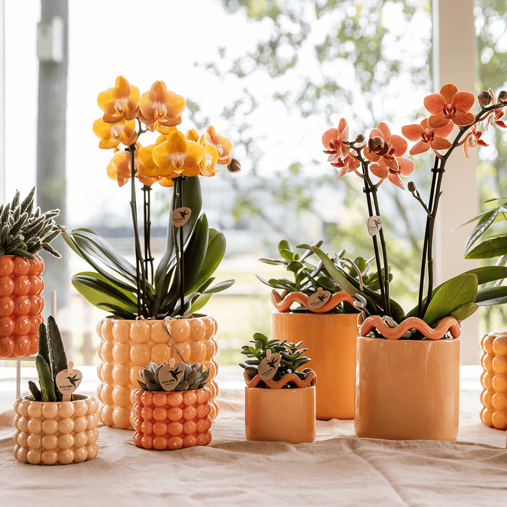 Poppy Pflanztopf – Orange – Ø6cm – Dekorativer Mini-Übertopf in Keramikoptik – Moderner Blumentopf für kleine Zimmerpflanzen & Sukkulenten – Plant