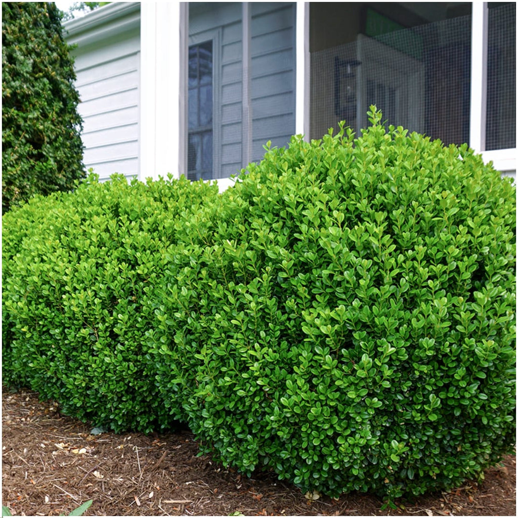 Buchsbaum – Buxus NewGen Freedom – ca. 15cm hoch – Ø7cm – kompakter, winterharter Strauch – resistent gegen Zünsler & Pilzkrankheiten – Plant