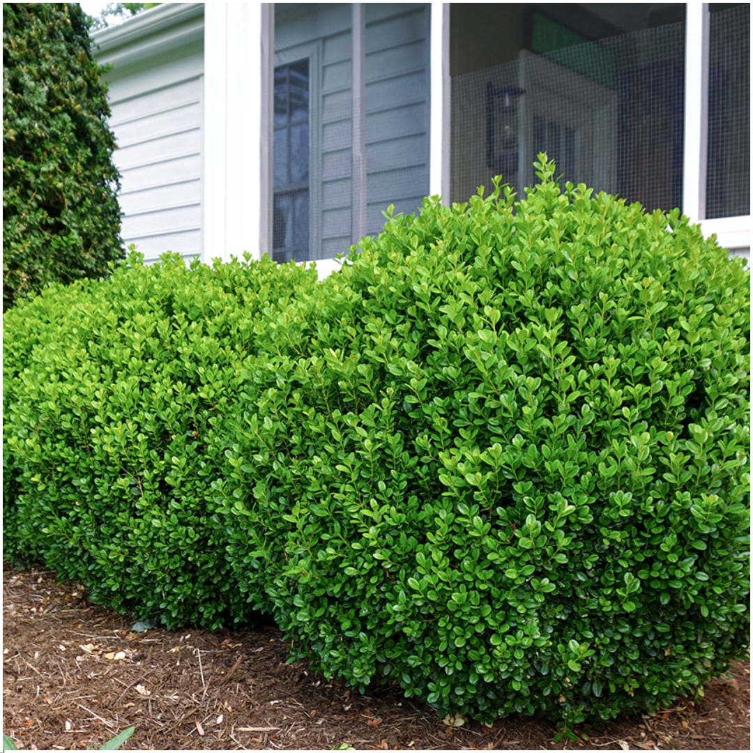 Buchsbaum – Buxus NewGen Freedom – ca. 15cm hoch – Ø7cm – kompakter, winterharter Strauch – resistent gegen Zünsler & Pilzkrankheiten – Plant