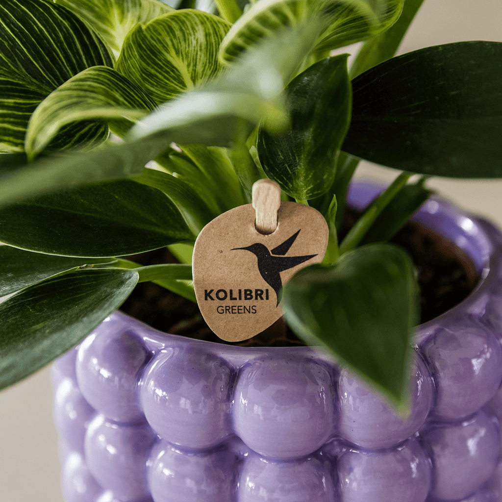 Ziertopf Poppy – Purple – Ø9cm – Moderner Keramik Blumentopf in glänzendem Violett – Stilvoller Übertopf für Zimmerpflanzen, Sukkulenten & Orchideen – Plant