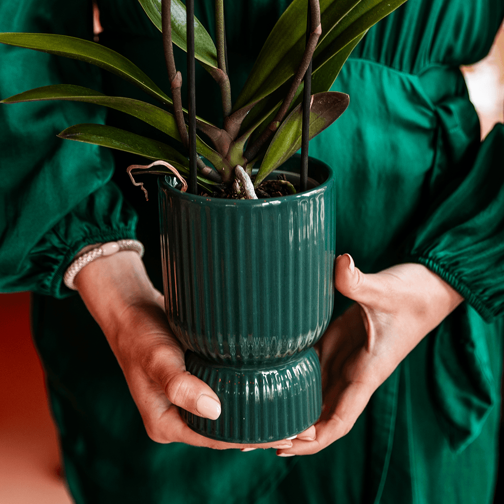 Ziertopf Diabolo – Grün – Ø9cm – Keramiktopf mit Rillenstruktur & abgerundetem Fuß – Blumentopf für Orchideen & Zimmerpflanzen – Plant