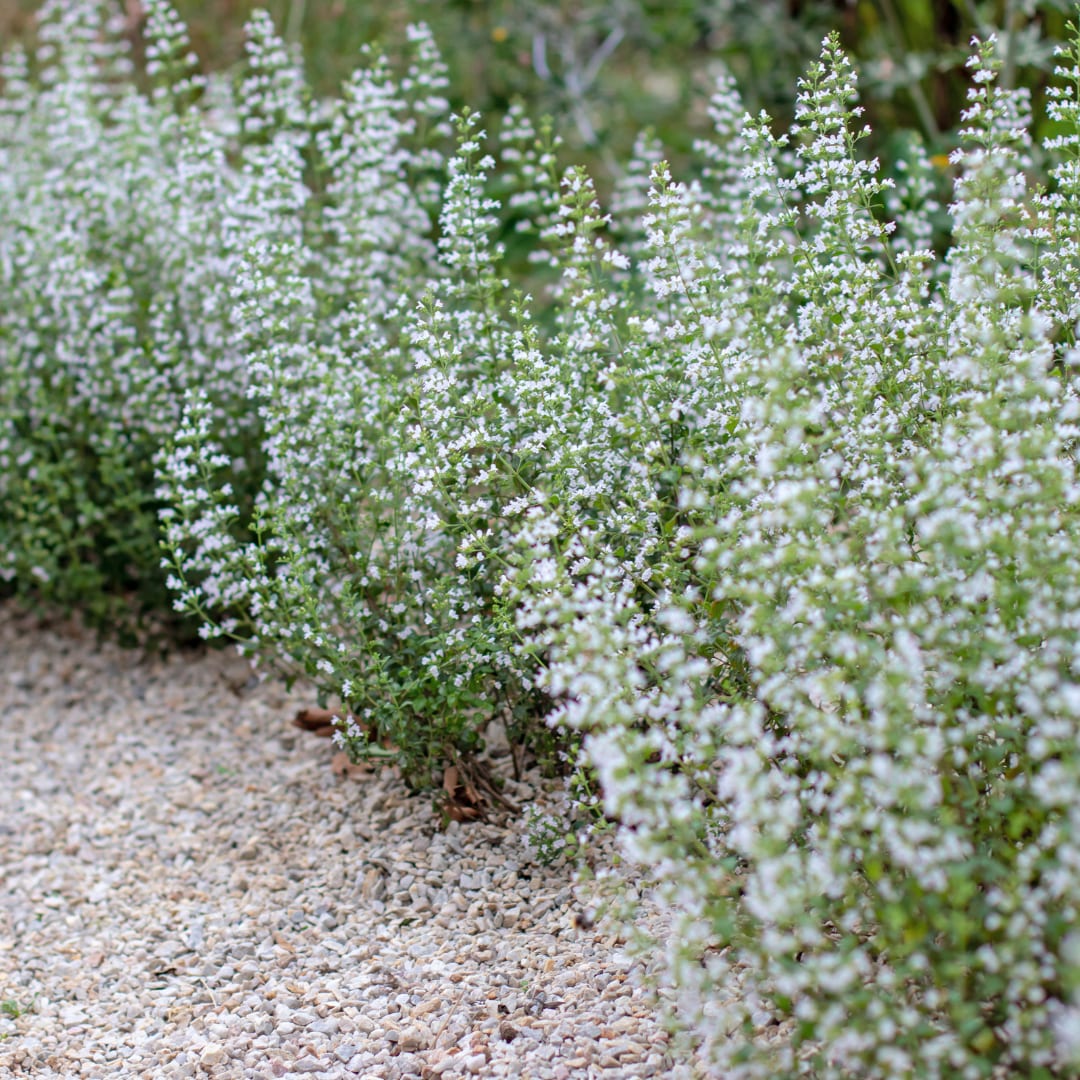 Bergminze Calamintha nepeta – Aromatische Staude für sonnige Beete & Steingarten – Insektenfreundlich & trockenheitsverträglich – Ø9cm