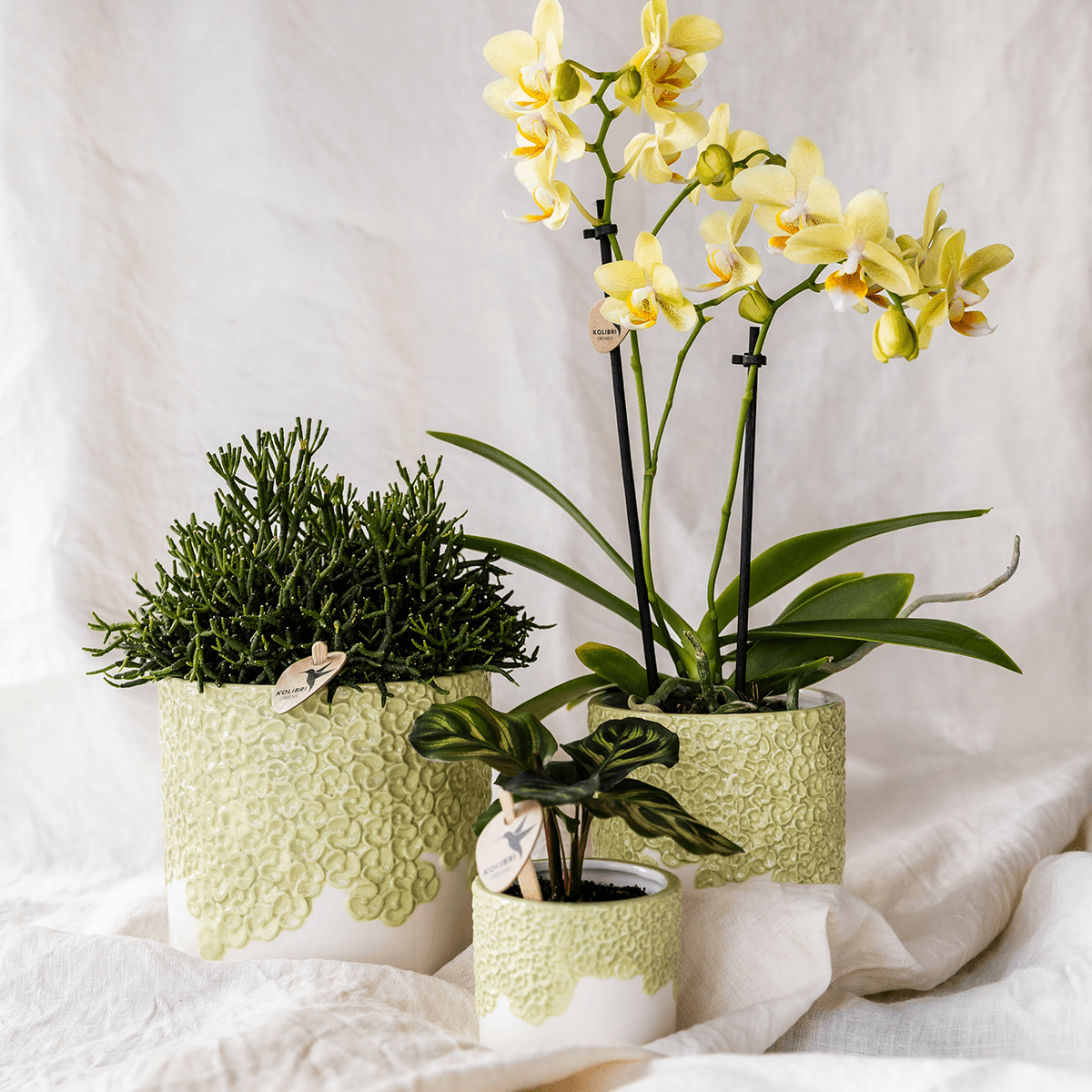 Pflanzenset 3 – teilig – gelbe Albenga Orchidee 9cm + 2 Grünpflanzen inkl. Übertöpfe – Bloom Green 6cm, 9cm, 12cm – Deko für Wohnzimmer & Büro
