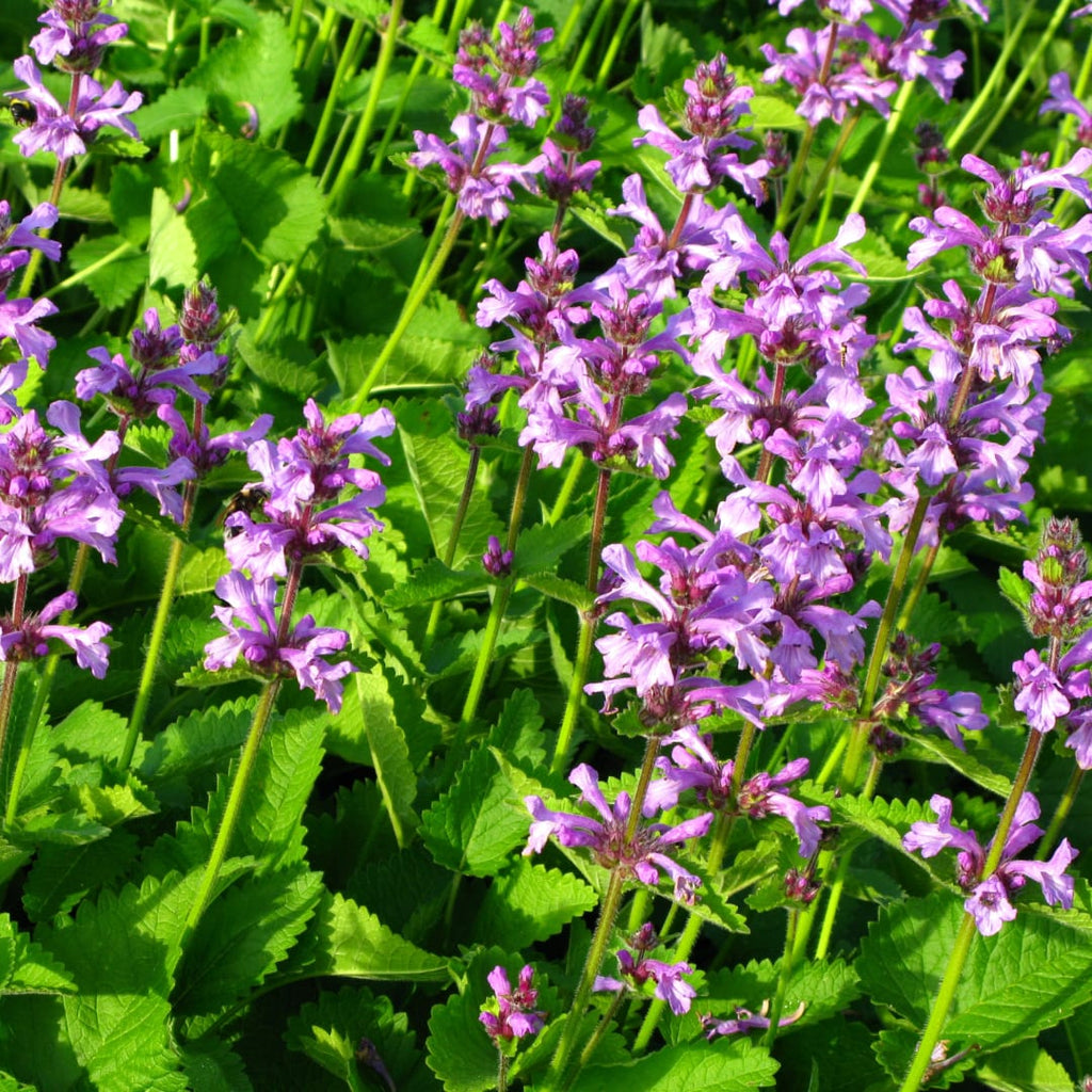 Stachys monieri Hummelo – Ø9cm – Höhe10-25cm – Blühende Staude für Beet Präriegarten Rabatte – winterhart pflegeleicht bienenfreundlich