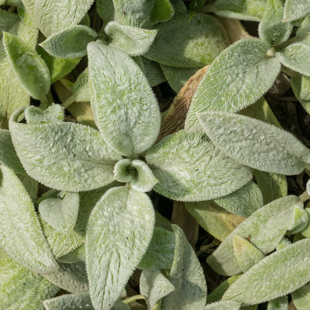 Stachys byzantina Silver Carpet – Ø9cm – Höhe 10-25cm – Winterharte Bodendecker Staude – Silberlaub