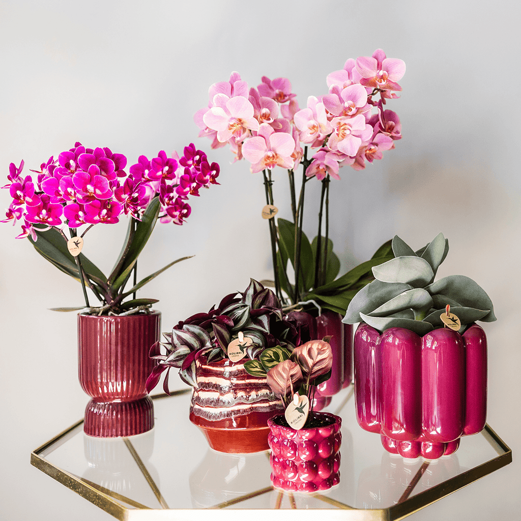 Diabolo Ziertopf Ø9cm – Blumentopf in Burgundy – Keramik – Übertopf mit Rillenstruktur & glänzender Oberfläche – Plant