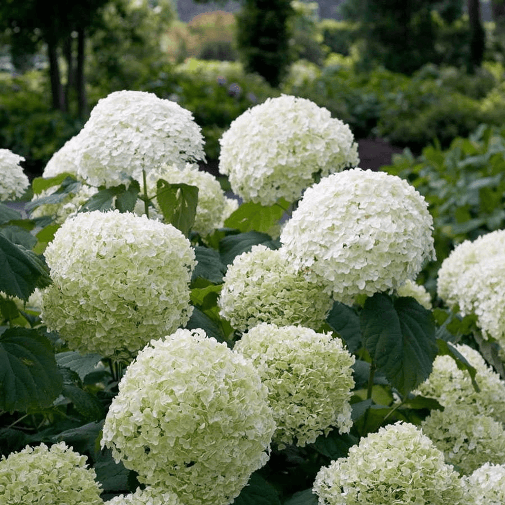 Hortensie – Hydrangea arborescens 'Strong Annabelle' – Ø19cm ↕30cm – Winterharte Gartenpflanze mit großen weißen Blüten – Plant
