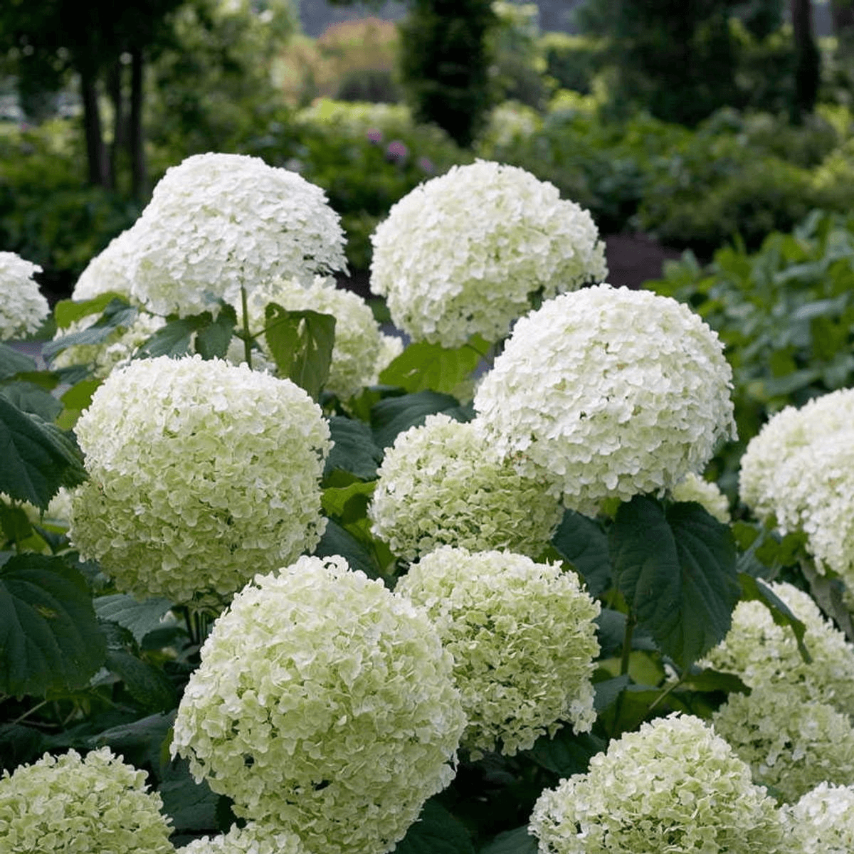 Hortensie – Hydrangea arborescens 'Strong Annabelle' – Ø19cm ↕30cm – Winterharte Gartenpflanze mit großen weißen Blüten – Plant