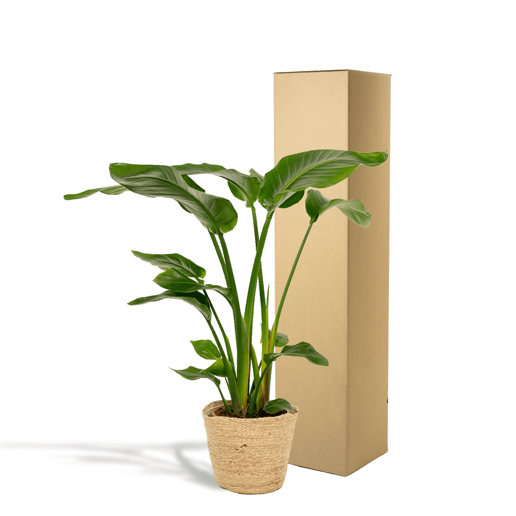 Baum – Strelitzie – Strelitzia Nicolai – Zimmerpflanze Ø19cm ↕90cm im dekorativen Korb Selin – Luftreinigende Tropenpflanze für Wohnzimmer & Büro – Plant