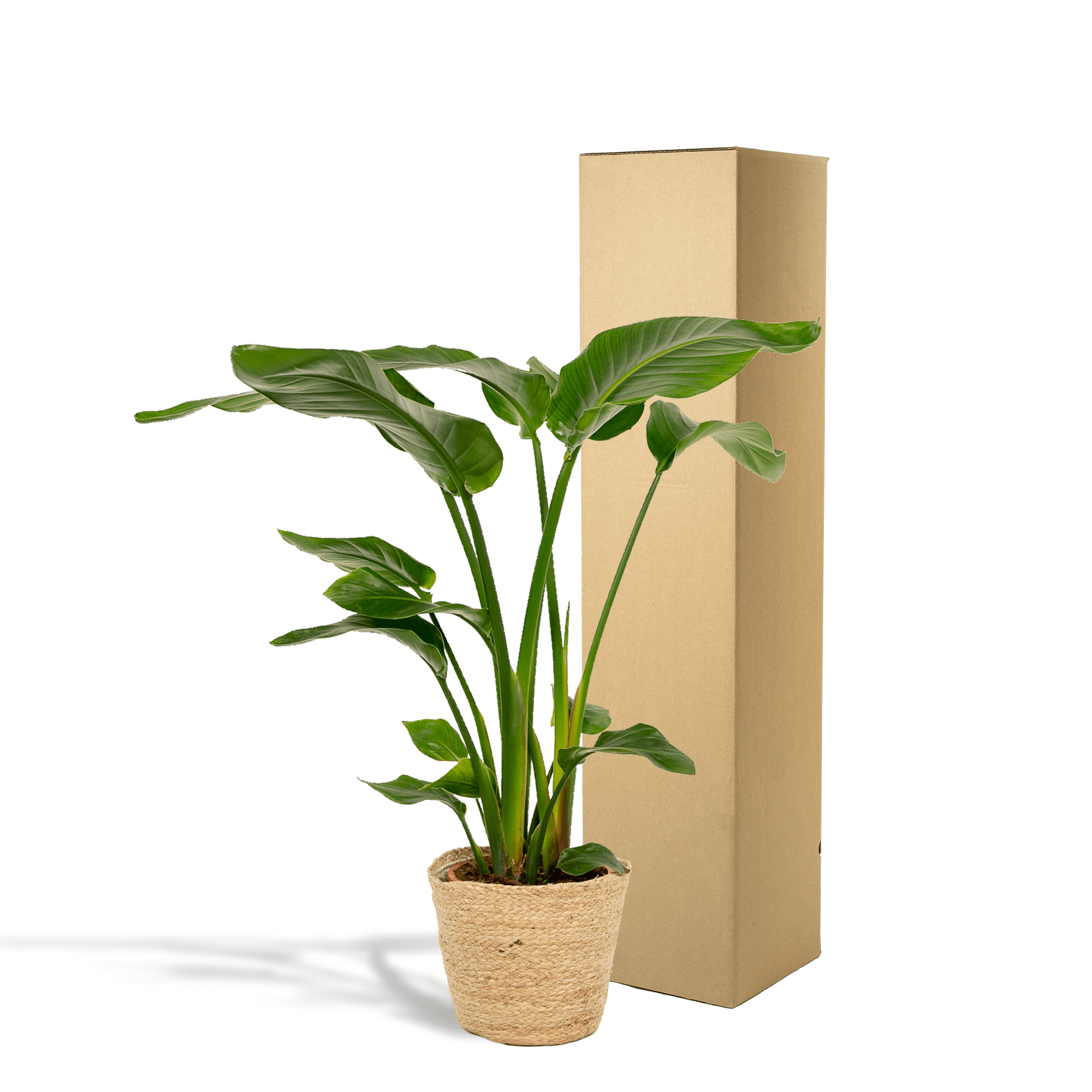 Baum – Strelitzie – Strelitzia Nicolai – Zimmerpflanze Ø19cm ↕90cm im dekorativen Korb Selin – Luftreinigende Tropenpflanze für Wohnzimmer & Büro – Plant
