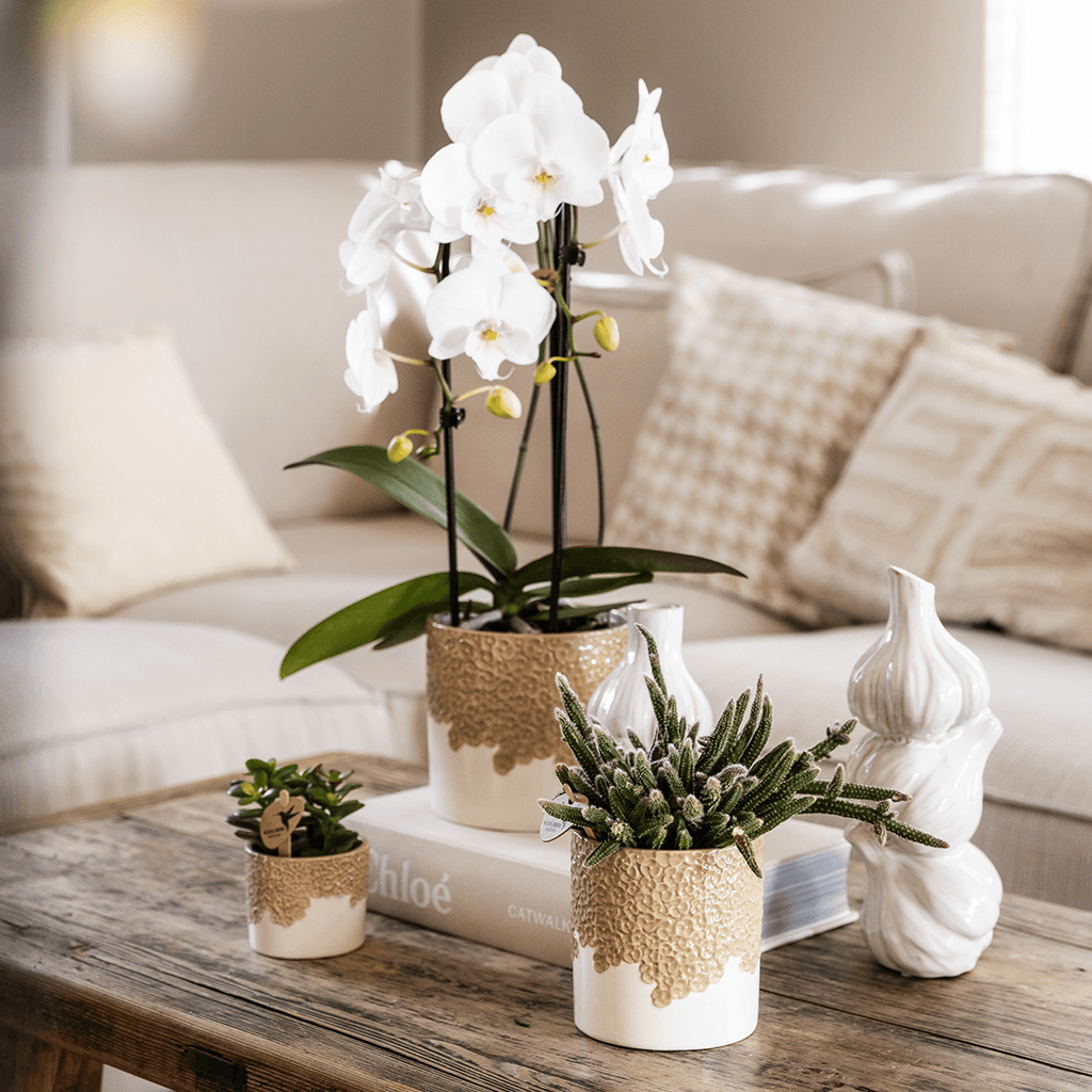 Pflanzenset 3 – teilig – weiße Niagara Falls Orchidee 12cm + 2 Sukkulenten inkl. Übertöpfe – Bloom Sand 6cm, 9cm, 12cm
