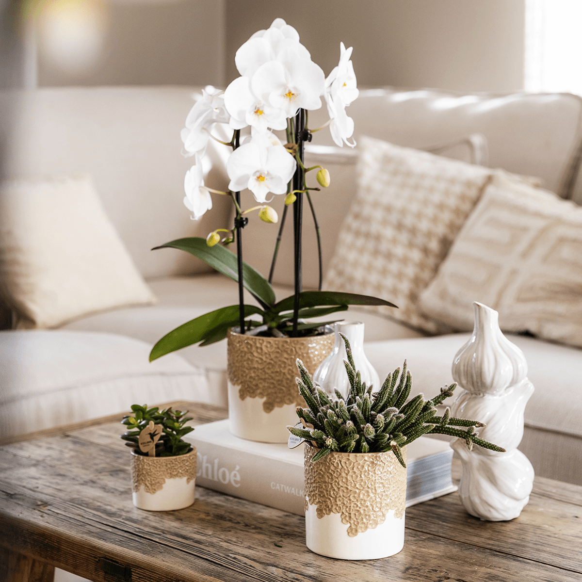 Pflanzenset 3 – teilig – weiße Niagara Falls Orchidee 12cm + 2 Sukkulenten inkl. Übertöpfe – Bloom Sand 6cm, 9cm, 12cm