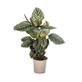 Korbmarante Calathea Ornata Sanderiana – Ø17cm – ca. 40-50cm hoch – Zimmerpflanze mit pink gestreiften Blättern – Für Wohnzimmer & Büro – Plant